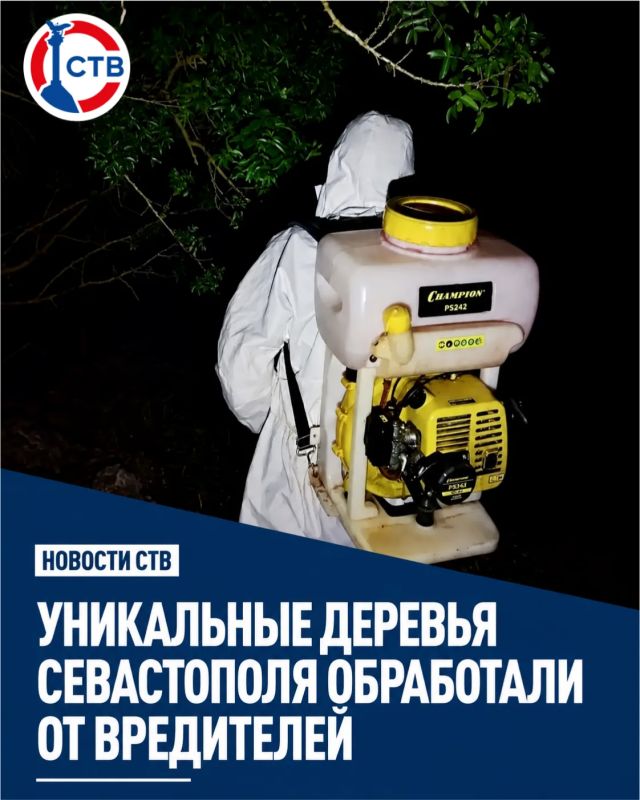 В Севастополе ещё два памятника природы обработали от насекомых-вредителей