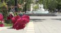 Парки и скверы Севастополя обработают от вредителей