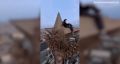 Руфер залез на звезду сталинской высотки в Москве