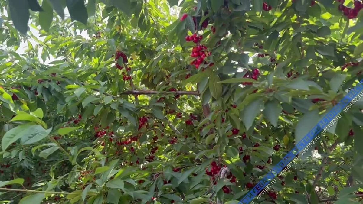 В Севастополе продолжается сезон сбора черешни