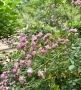 ������� ������ � ����� �� 7 ����