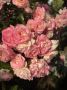 С добрым утром, друзья!. В Севастополе Без осадков