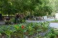 На Приморском бульваре высадили 500 садовых канн