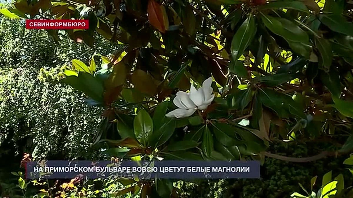 В центре Севастополя наступила пора цветения магнолий