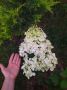 #Что за растение?. Этот род красивоцветущих кустарников насчитывает около 50–80 видов, распространённых в Азии и Америке