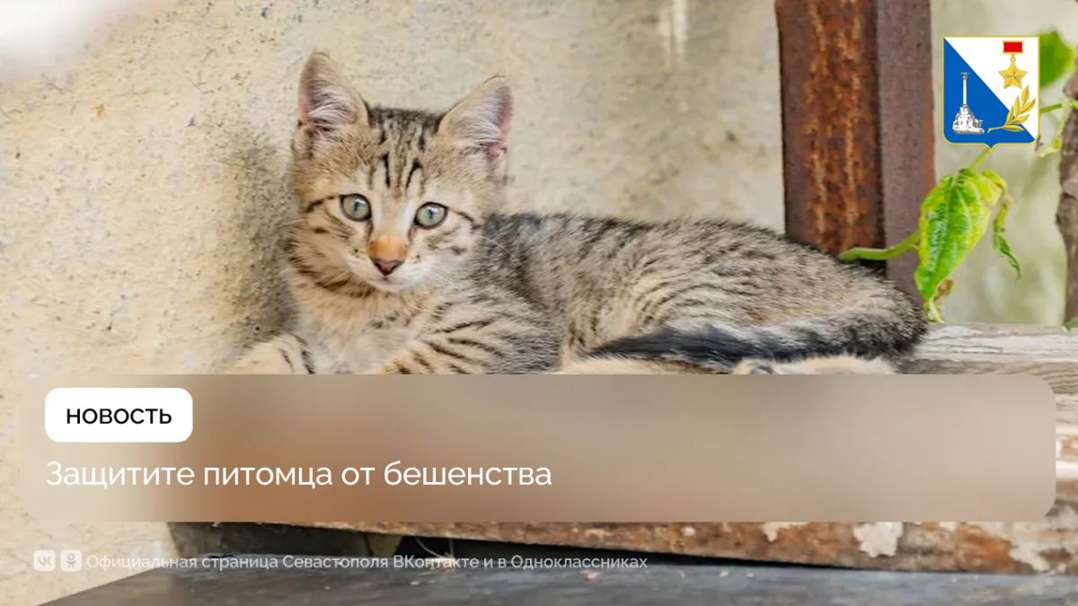 В эту субботу можно будет бесплатно привить питомца в трёх районах Севастополя