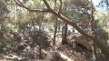 В Крыму на 21 день ограничили посещение лесов
