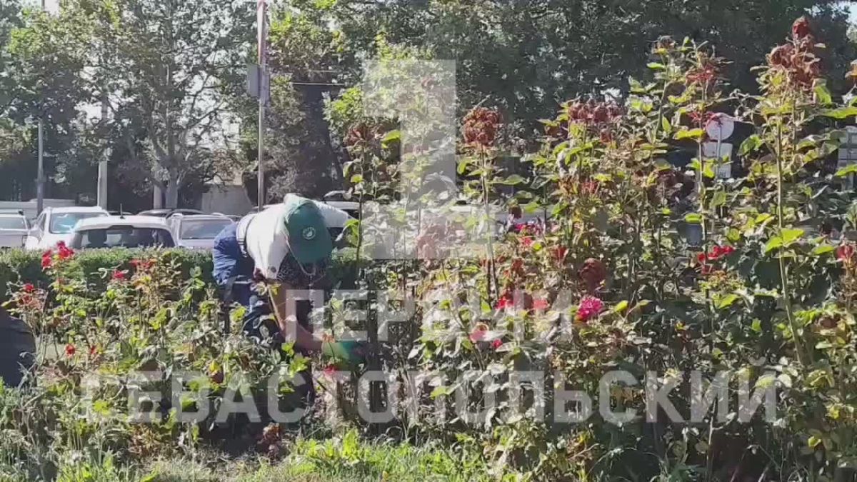 В розарии у памятника П. С. Нахимову в Севастополе ухаживают за растениями