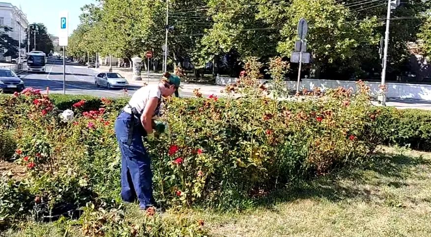 В Севастополе стартовала летняя обрезка роз