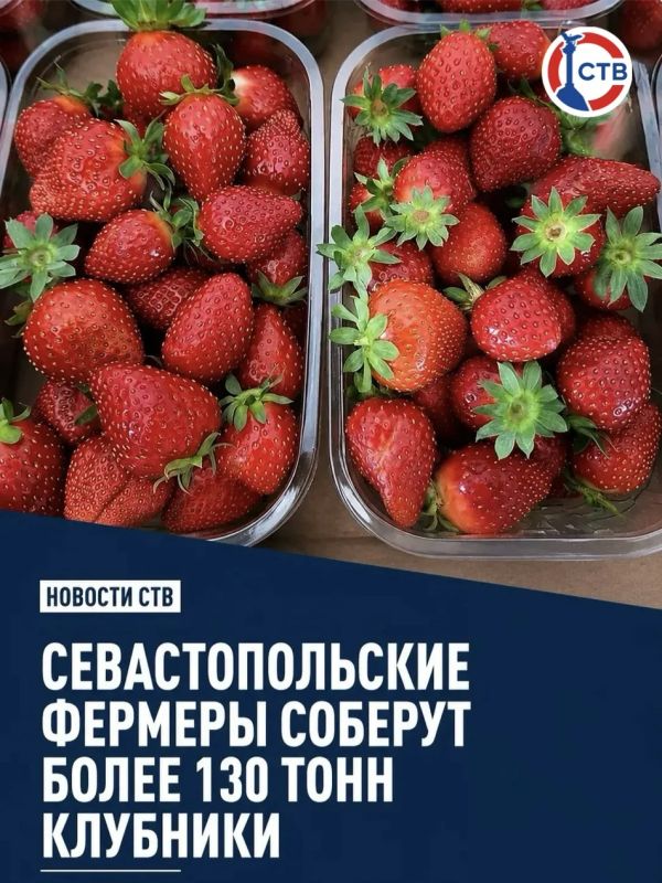 В этом сезоне сельхозпредприятия Севастополя планируют собрать более 130 тонн клубники