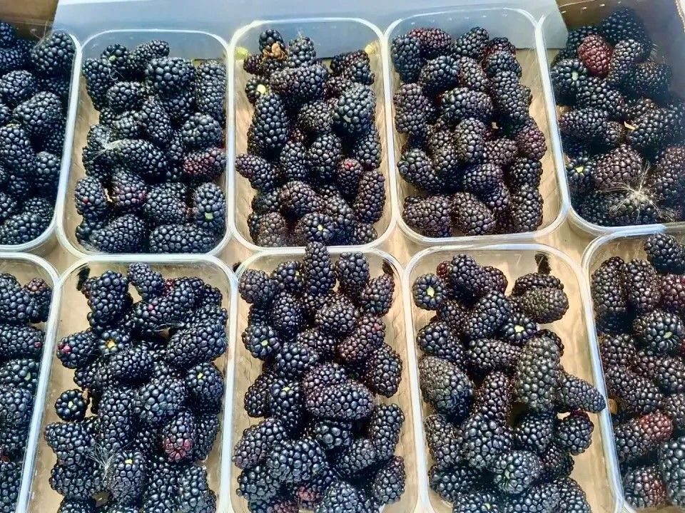 Аграрии Севастополя планируют собрать 11 тонн ежевики