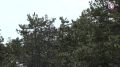 В лесах Севастополя усилили контроль из-за высокой пожарной опасности