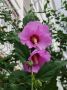 #��� �� ��������?. ���� ��� �������� �� ��������� ��������� (Malvaceae) ����������� ����� 200 ����� ��������, ����������� � ����, ���������������� � ����� �������� �� ����� ����