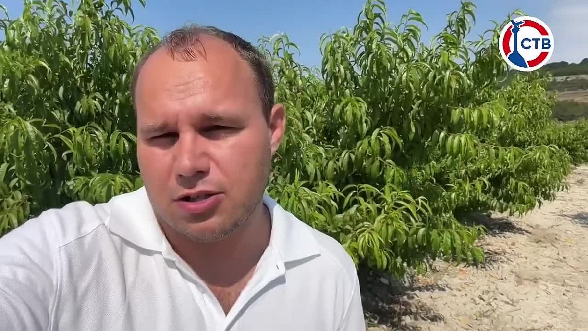 В Севастополе собирают урожай персиков Этой культурой в регионе занимаются три предприятия. В одном из садов у села Верхнесадовое площадью 11 гектаров уборка идет уже около двух недель