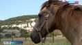 Семья из Севастополя спасла лошадей во время атаки ВСУ