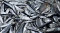 Проверка рыбной продукции в Крыму: что показали исследования