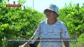 Без любви дела не будет нигде: история 87-летней труженицы севастопольских виноградников