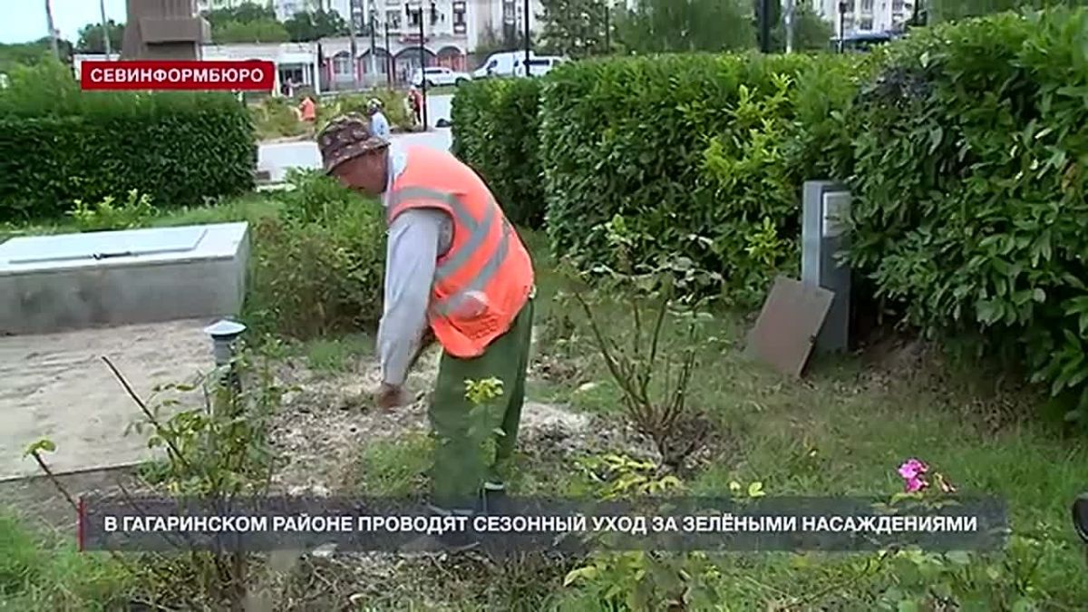У администрации Гагаринского района ухаживают за цветниками