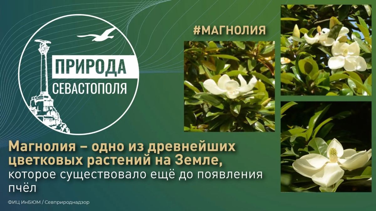 #ПриродаСевастополя. На Приморском бульваре жителей и гостей Севастополя радует прекрасная аллея магнолии крупноцветковой