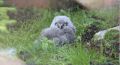 В Московском зоопарке вылупились полярные совы