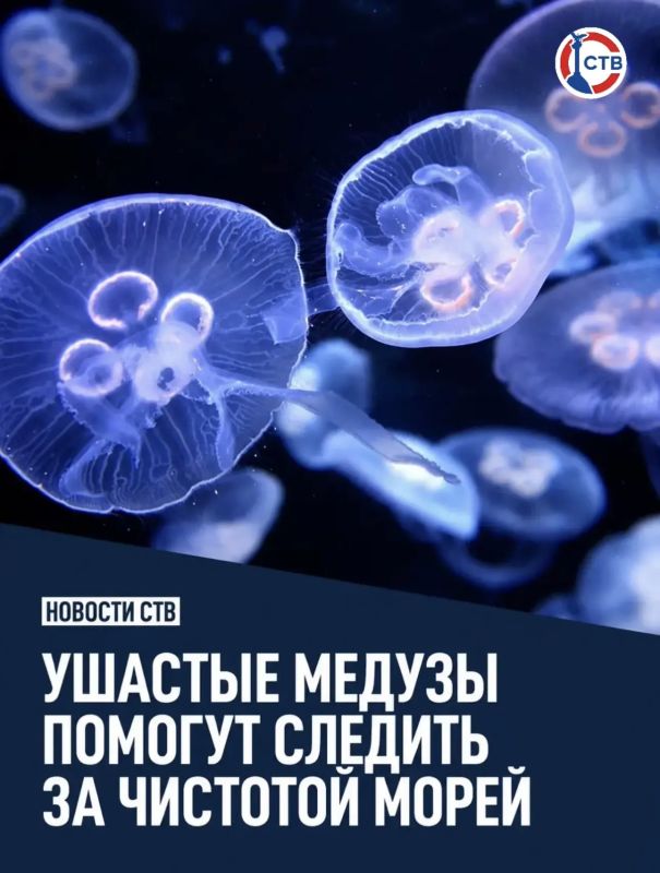 Ушастые медузы помогут следить за чистотой морской воды в Севастополе