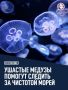Ушастые медузы помогут следить за чистотой морской воды в Севастополе