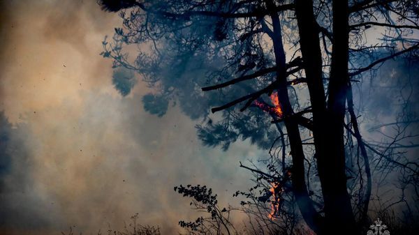 Севастопольские леса дополнительно защитят от пожаров