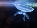 Учёные ИНБЮМ определяют чистоту моря по медузам