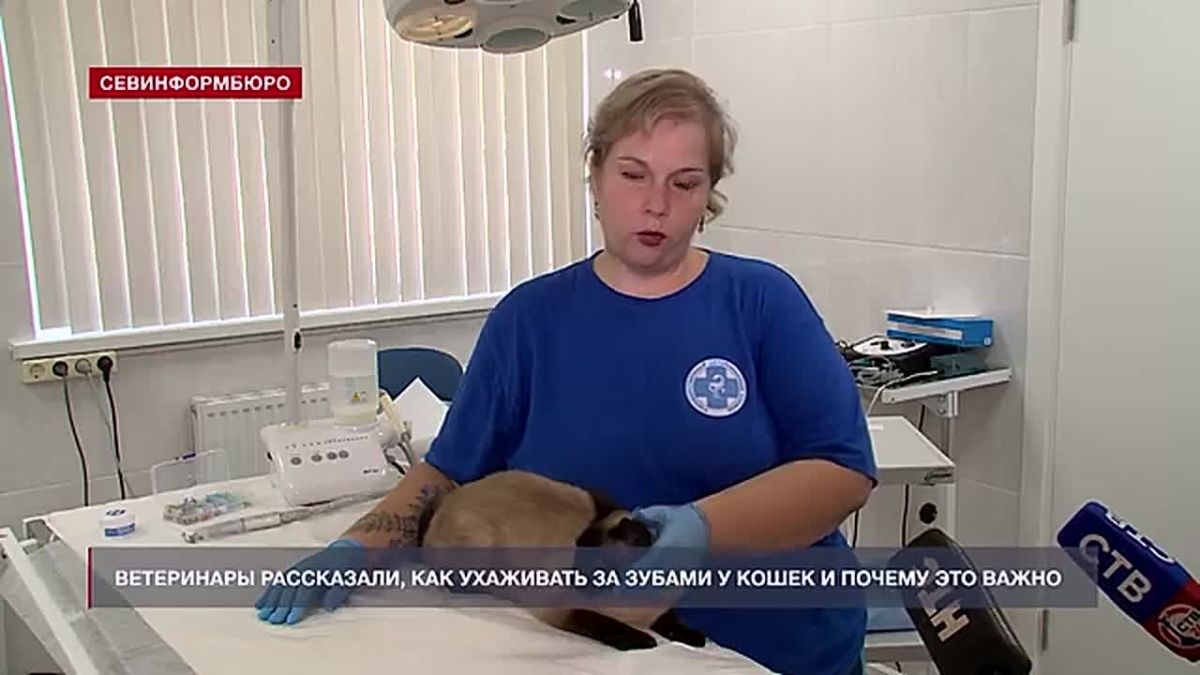 Ветеринары рассказали, как правильно ухаживать за зубами у кошек