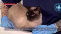 Ветеринары рассказали, как правильно ухаживать за зубами у кошек