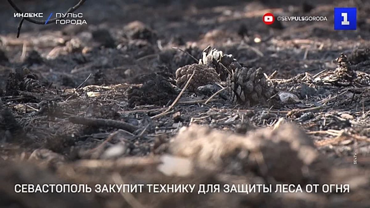 Севастополь закупит дополнительные средства на защиту лесов от пожаров.