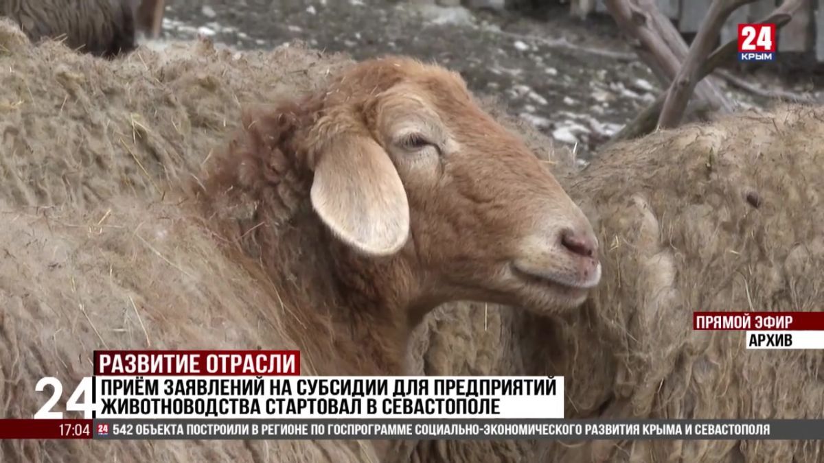 Приём заявлений на субсидии для предприятий животноводства стартовал в Севастополе
