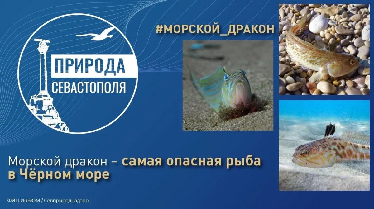 #ПриродаСевастополя. Морской дракон