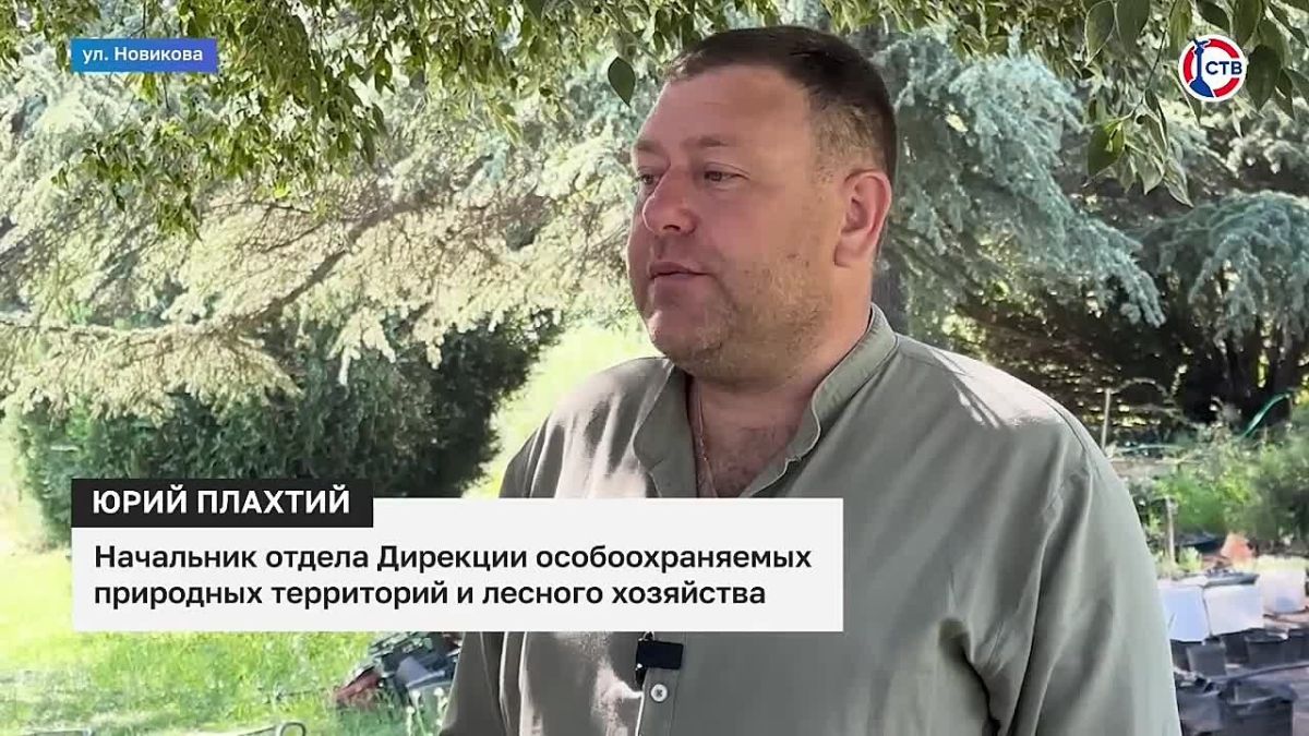 Губернаторские школьные трудовые отряды завершают работу в лесопитомнике Севастополя За лето около 50 школьников ухаживали за растениями, помогали заготавливать и перерабатывать семена, следили за посевами и посадками