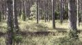 Леса Севастополя закроют для посещения на 21 день