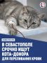 В Севастополе срочно ищут кота-донора для переливания крови