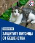 Более 100 домашних животных вакцинировали от бешенства в Севастополе