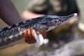 Рыбаки голыми руками поймали четырехкилограммовую севрюгу в Крыму