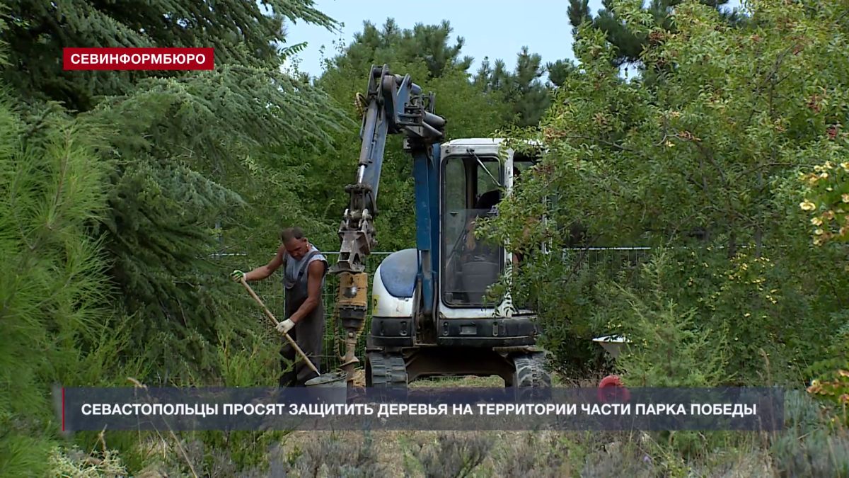 Севастопольцы обратились к Александру Бастрыкину с просьбой помочь спасти деревья в Парке Победы