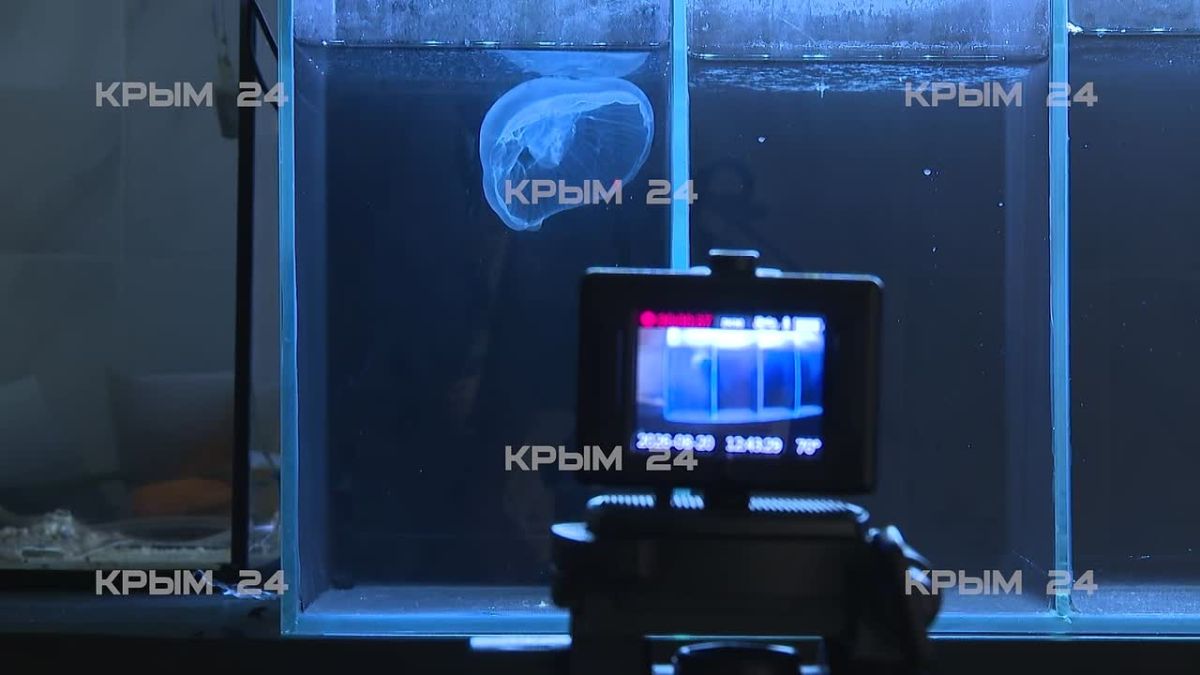 Медузы помогут севастопольским учёным следить за чистотой Чёрного моря