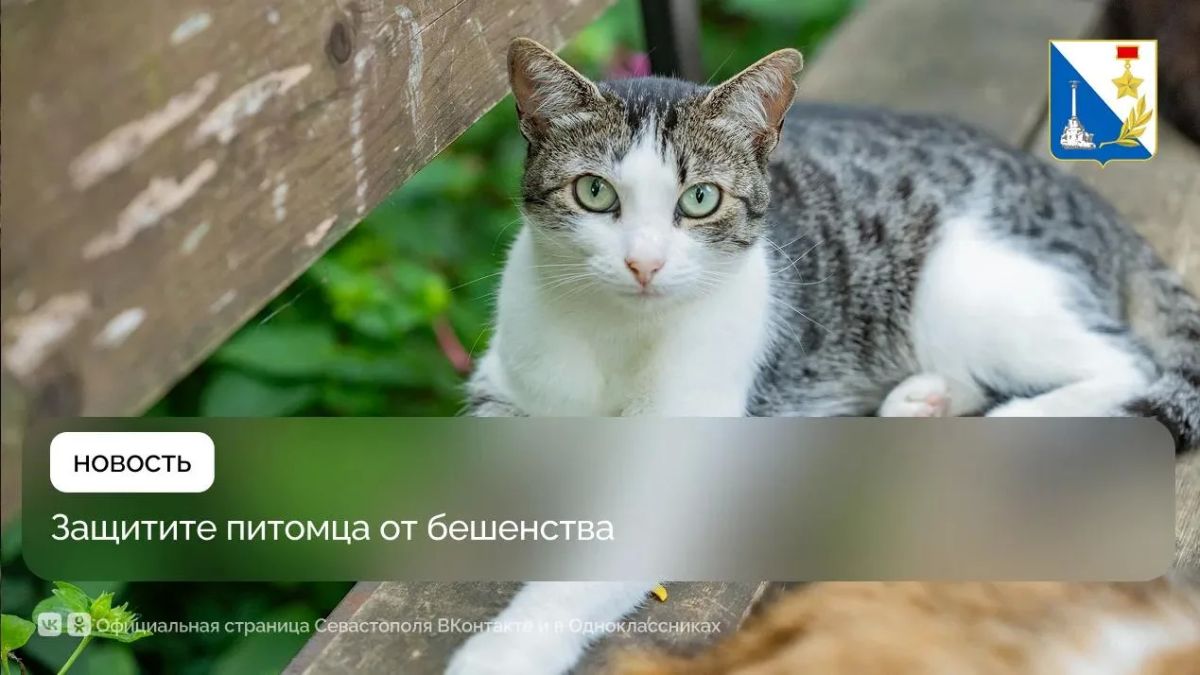 В эту субботу жители Северной стороны смогут бесплатно вакцинировать домашних питомцев