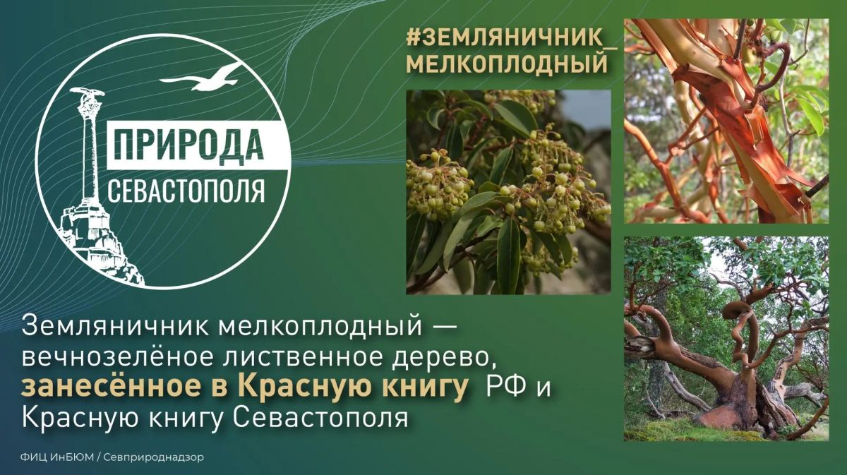 #ПриродаСевастополя. Земляничник мелкоплодный — редкий и очень необычный обитатель крымского южнобережья