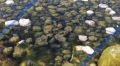 На берег Севастополя вынесло загадочные шаровидные формы