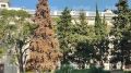 #Нам_пишут. У Матросского клуба полностью засох кедр