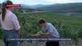 В Севастополе готовятся к сбору винограда
