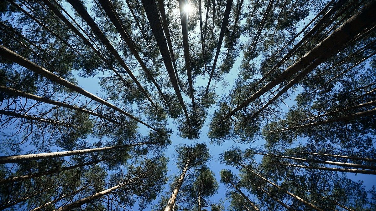 Чрезвычайная пожарная опасность сохранится в Крыму до 29 августа