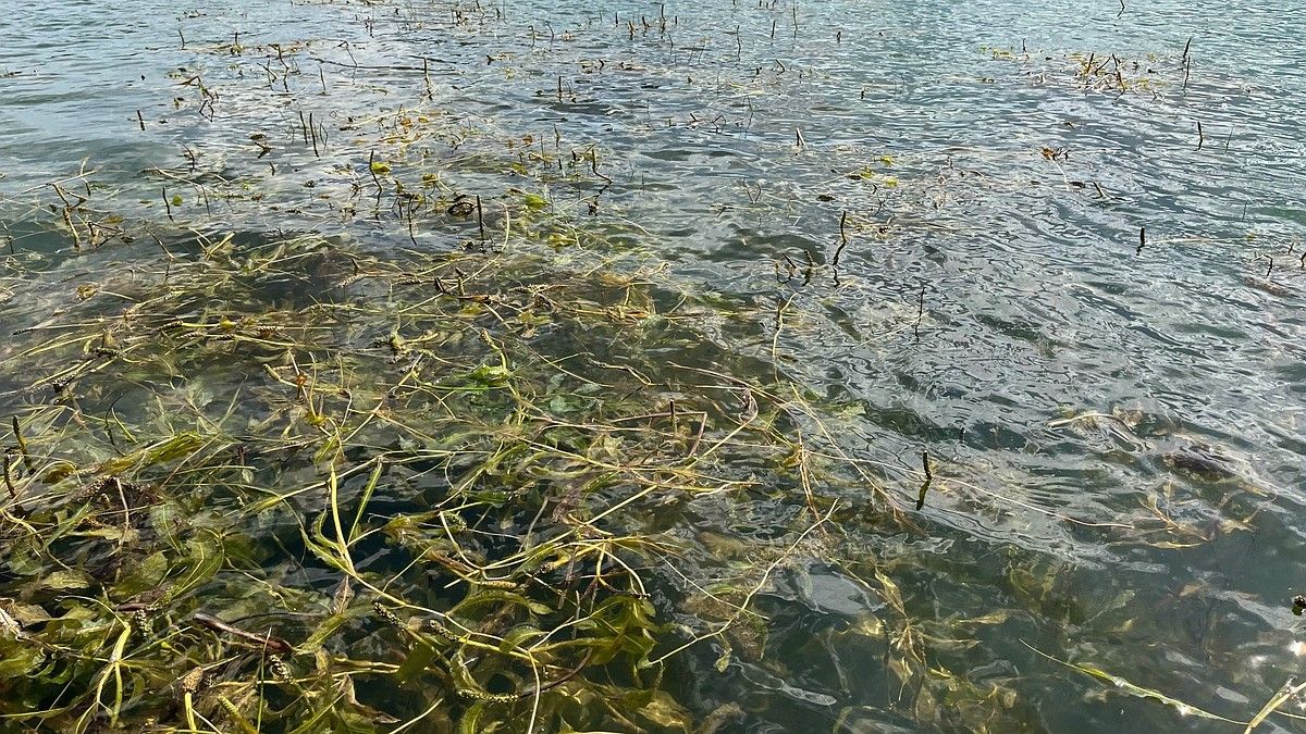 Севастопольский ученый рассказала об опасности личинок паразитов в водоемах
