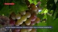 Севастопольские агропредприятия приступили к сбору столового винограда