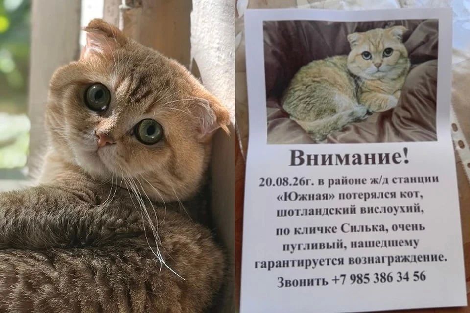 «Силька, отзовись!». В Керчи уже неделю ищут сбежавшего шотландского кота актера Дмитрия Корепина