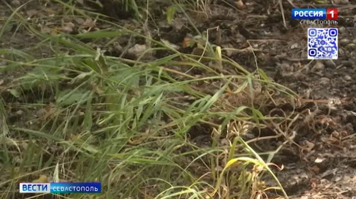 В Крыму и Севастополе почти 2 тысячи человек пострадали от укусов клещей